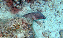 Gymnothorax nudivomer