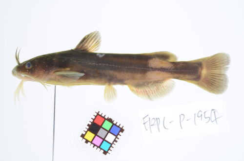 Tachysurus tokiensis
