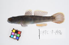 Amur Goby photo 2