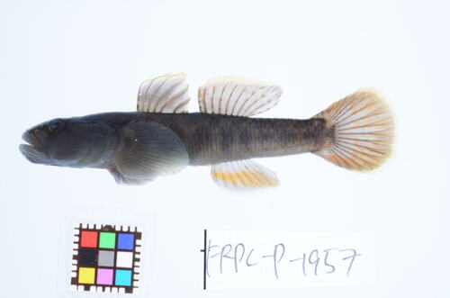 Rhinogobius kurodai