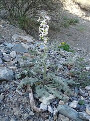 Microstigma deflexum