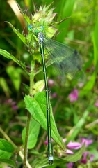 Lestes temporalis