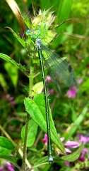 Lestes temporalis