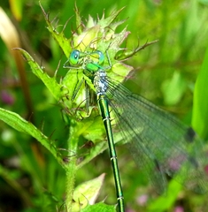 Lestes temporalis