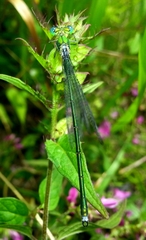 Lestes temporalis