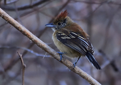 Sakesphorus canadensis