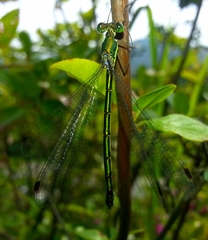 Lestes temporalis