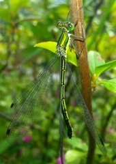 Lestes temporalis