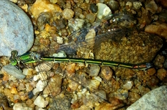 Lestes temporalis