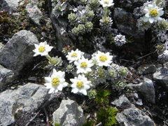 Leucogenes leontopodium