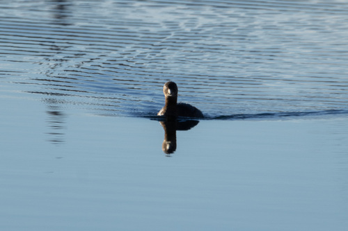 Pied-billed Grebe