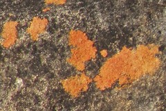 Gondwania sublobulata
