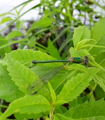 Lestes temporalis