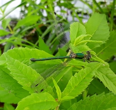 Lestes temporalis