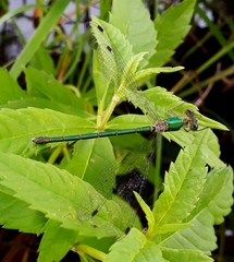 Lestes temporalis