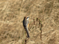Lanius bucephalus