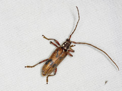 Strongylurus cretifer