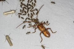 Strongylurus cretifer