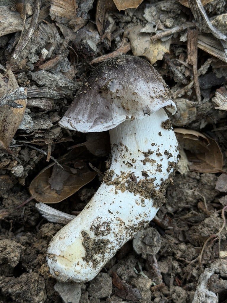 Tricholoma griseoviolaceum · December 2025 · photo: © aheyman1 (iNaturalist, cc0)