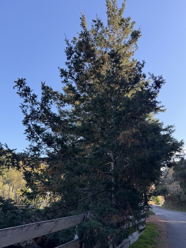 Douglas-fir (Pseudotsuga menziesii)