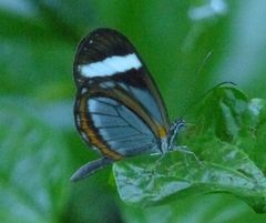 Dismorphia theucharila fortunata