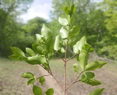 Coptosperma