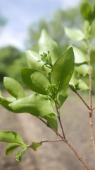 Coptosperma