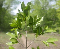 Coptosperma