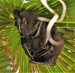 Cynopterus sphinx