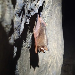 Myotis rufoniger