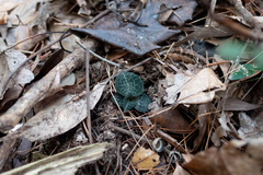 Anoectochilus formosanus