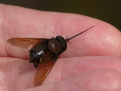 Fidena auripes