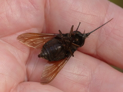 Fidena auripes