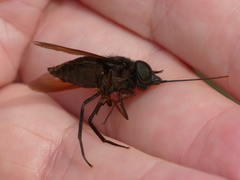 Fidena auripes