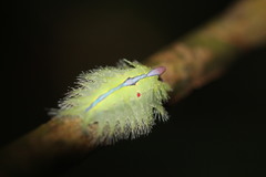 Griseothosea fasciata