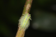 Griseothosea fasciata