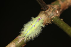 Griseothosea fasciata