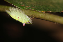 Griseothosea fasciata