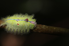 Griseothosea fasciata