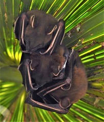 Cynopterus sphinx