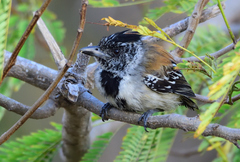 Sakesphorus canadensis