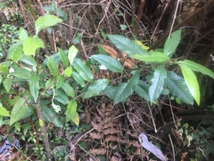 Caldcluvia paniculata