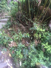 Caldcluvia paniculata