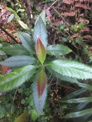 Caldcluvia paniculata