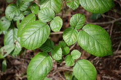 Rubus wallichianus