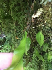 Hymenophyllum cruentum image
