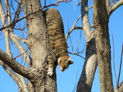 Felis catus