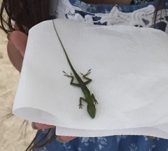 Anolis