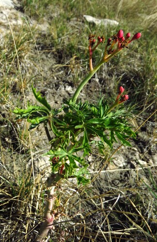 Jatropha cathartica