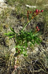 Jatropha cathartica